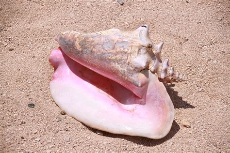 Magical conch